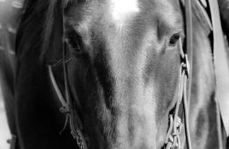 Pietra Cavalla - Ranch & Resort - Foto 41