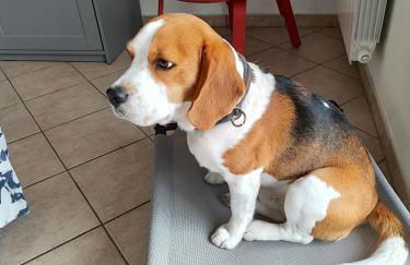 Degli Angioini Holiday Home - Foto 80