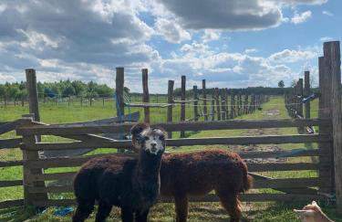 Pensjonat Przy Stajni - Foto 21