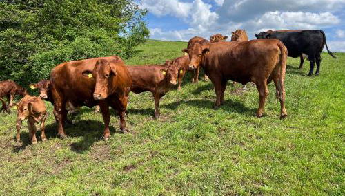 Haflinger Hof Detig - Photo 3