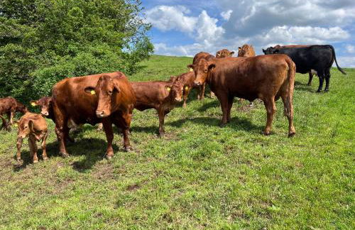 Haflinger Hof Detig - Photo 3