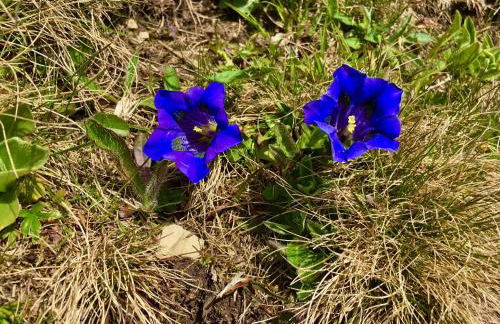 Ferienwohnung Almenrausch mit 110 m2 und sonniger Terrasse - Photo 29