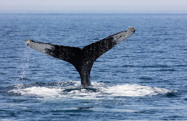 Best 2 BR Apartment in Cabo San Lucas - Foto 39