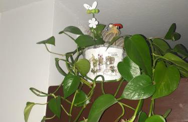 Agroturystyka Zielone Wzgorze - Foto 36