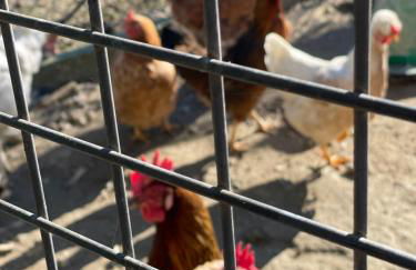 Casinha à Porta - Foto 55