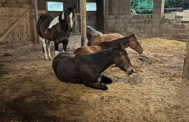 Ferienwohnung auf dem Bauernhof - Hermanns Lodge - Foto 8