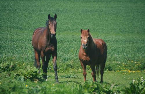 Ferienhaus am Kleinbauernhof Gersdorf bei Kühlungsborn - Foto 14