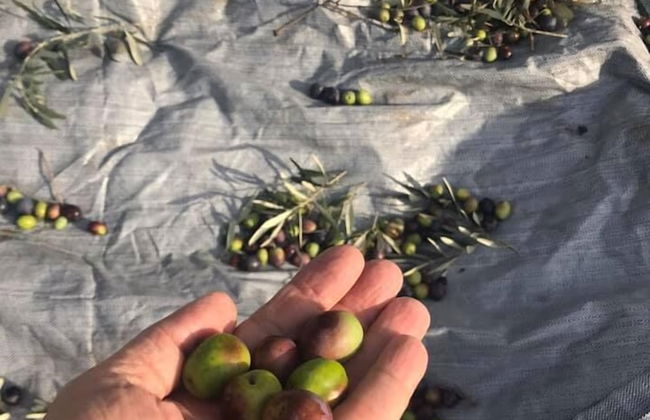 Gems of Pinakates - Foto 52