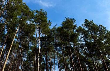 Domek w lesie nad zalewem - Foto 60