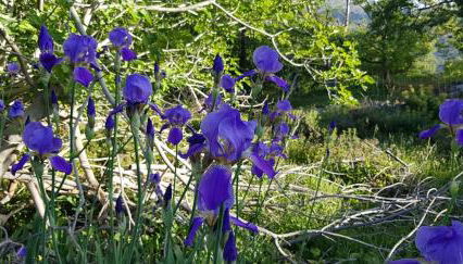 Sofia Mountain Getaway - Photo 4