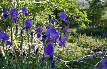 Sofia Mountain Getaway - Photo 4