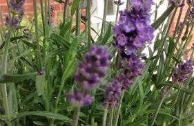 Ferienwohnung Elbe Diek - Foto 17