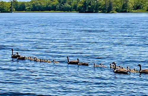 Bayberry Lakehouse - Foto 47