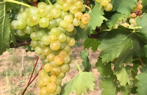 Ferien- Und Winzerhof Simon - Photo 46