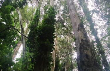 Alojamientos Sierra de Cádiz Benamahoma - Foto 37