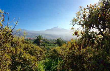 FINCA LA PLANTACIÓN _Agroturismo - Foto 32