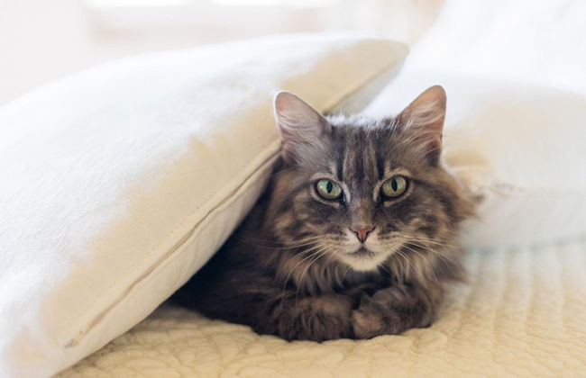 Gran Burrone Castle in Borgo a Mozzano - Foto 59