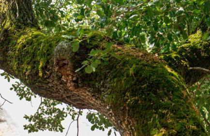 Casa Rural Valle de los Molinos - Foto 53