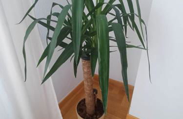 Tartiere-la eria oviedo deluxe - Foto 30