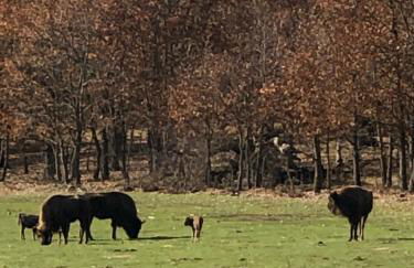 Paleolítico rural - Photo 71