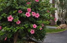 Green Oasis - Foto 15