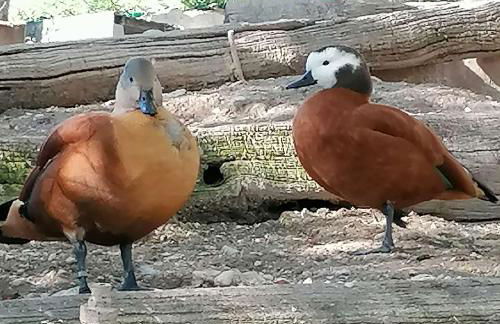 Agriturismo Andreis Alloggi - Foto 7