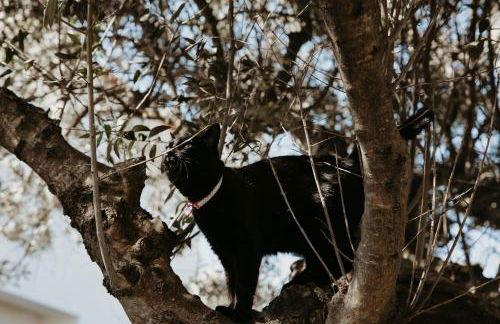 Casa do Sorrio - Slow Down, Live Now - Foto 74