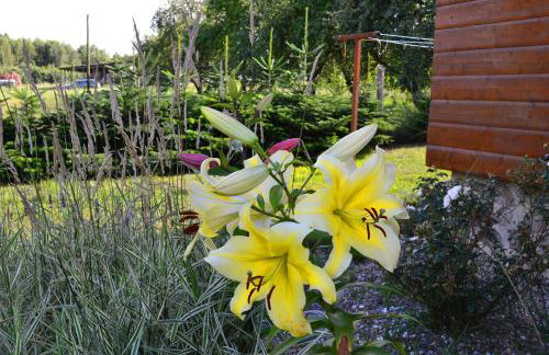 Domek SADKOWO - wśród jabłoni , balia ogrodowa dodatkowo płatna - Photo 38