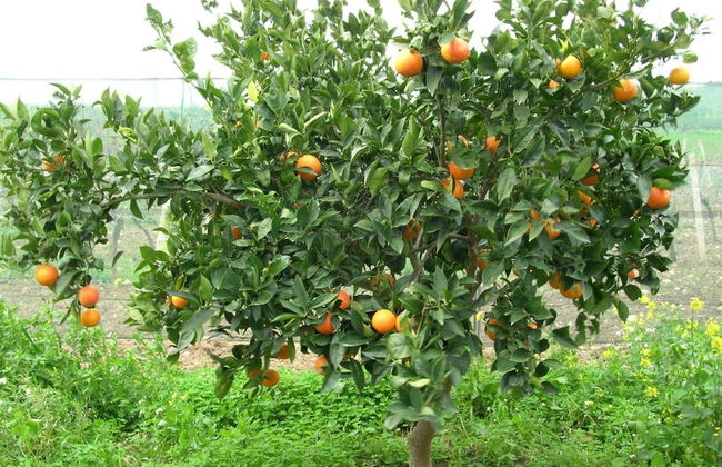 Agriturismo Baglio Donna Santa - Foto 42