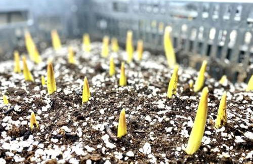 Luxury Farm Stay-Bonds Corner Bungalow-Wolf Pine Hollow - Foto 13