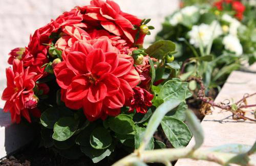 Apartments by the sea Pomena - Mljet - 10426 - Photo 12