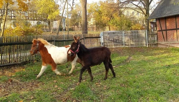 Birkenhof - Foto 2, Imagem principal