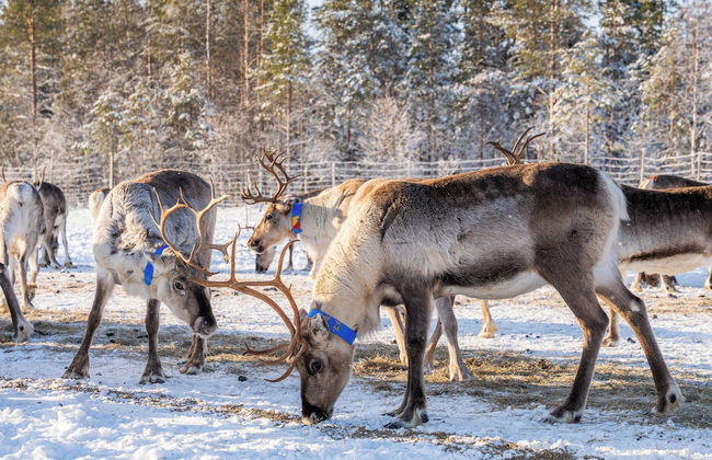 The Iconic Wikkelä Villa - Foto 50