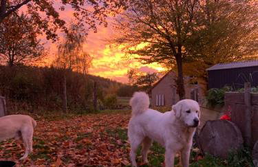 Rancho „Czajone na pigwowcu” - Foto 39