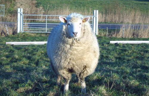 Ferienhaus Pölig - Photo 3