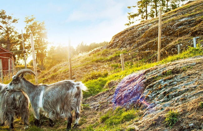 5 Person Holiday Home in Vagland - Photo 32