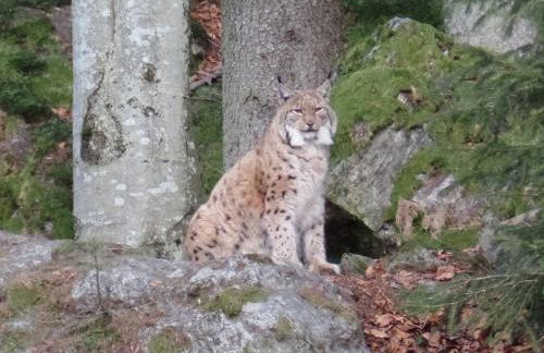 Am Waldrand - Foto 27