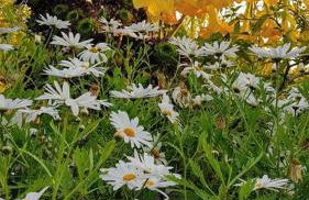 Residence Limoneto Ischia - Foto 32