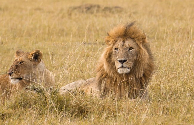 Safari de 7 días por Masái Mara, Amboseli, Hell's Gate y Lago Nakuru - Foto 6