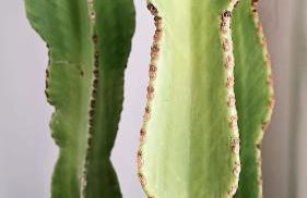 The Secret Oasis Malaga - Foto 30