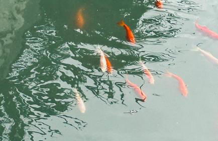 Casa amunì - Foto 22