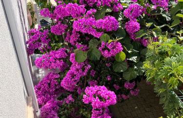 Apartments Petra - Photo 62