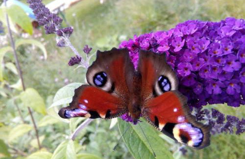 Erholung auf dem Land zwischen Ostsee und Schlei - Foto 26