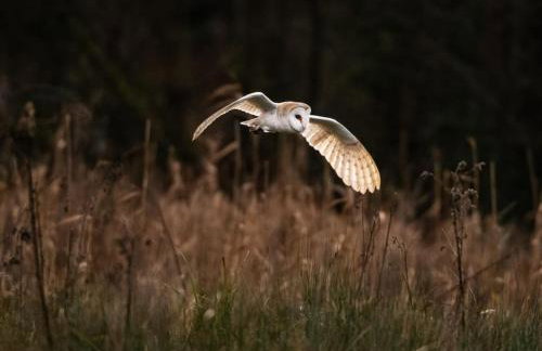 Larks Rise - Foto 13