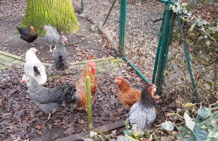 Große Ferienwohnung, auf Bauernhof mit Ponys und Pferden, ländlich und ruhig, Nähe Dümmer See - Photo 25