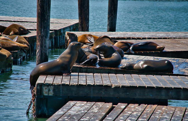 Kayak con leones marinos en Marina del Rey - Foto 6