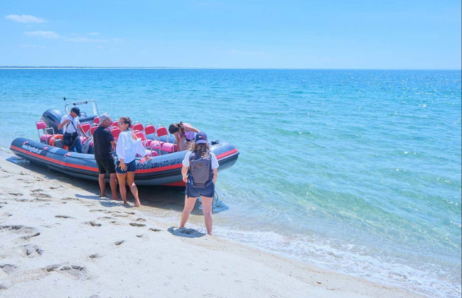 Sado Estuary Dolphin Watching - Foto 3