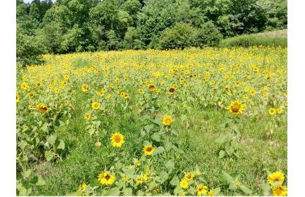 Treetops Cabin-Peaceful 1BR 20-Acre Rural Retreat-HotTub-WiFi-Near Asheville - Foto 3
