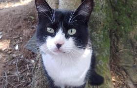 Chácara Chiafarelli - Photo 39