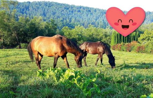 Gospodarstwo agroturystyczne Ryznerówka - Foto 15